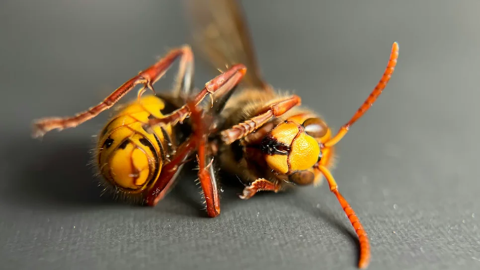 Piqûre de guêpe ou de frelon : que faire ? Guide complet